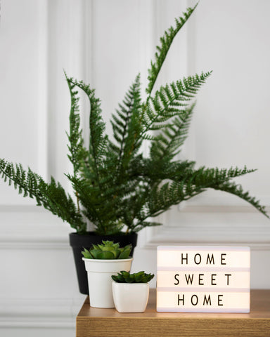 Lucky Plants For Home