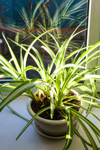 Care Of A Spider Plant