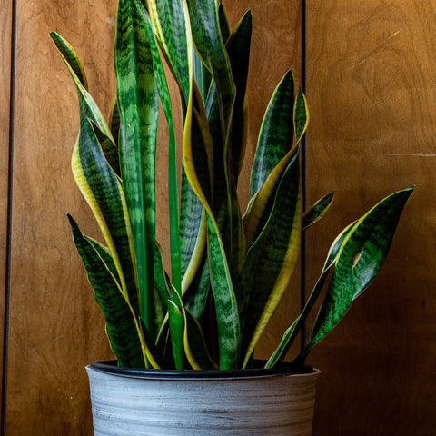 Best Snake Plants