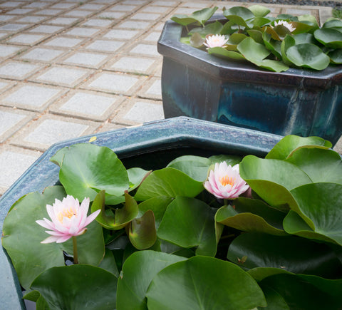 Top 10 Lotus Flowers In India