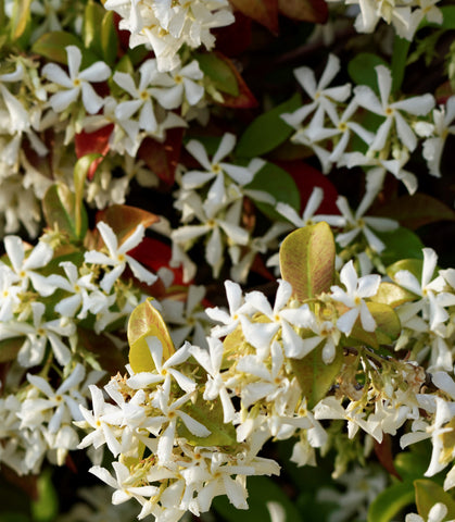 Jasmine Flowers