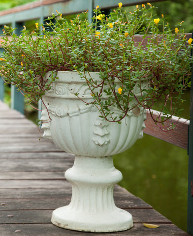 Best Pots in India for Plants
