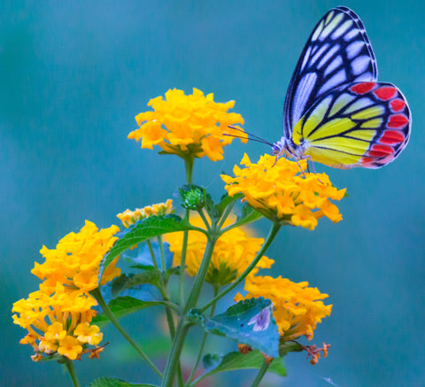 Top Butterfly Flower in India