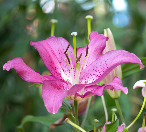 Lily Plants