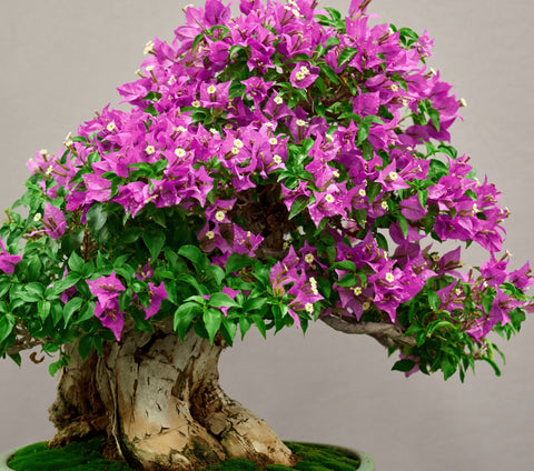 Bonsai Plants