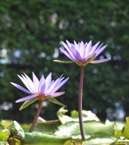 Lotus Of The Clear Moon Flower