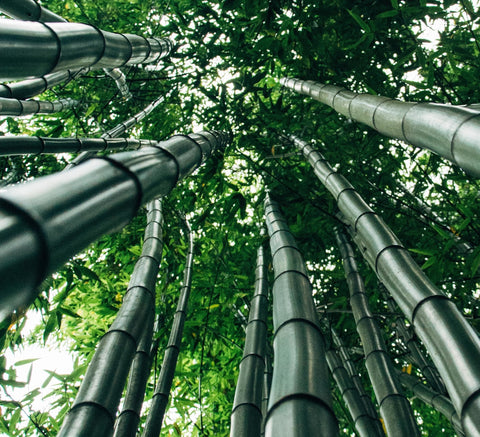 Top 10 Bamboo Plants In India