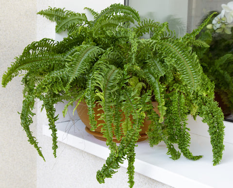 Popular Boston Fern