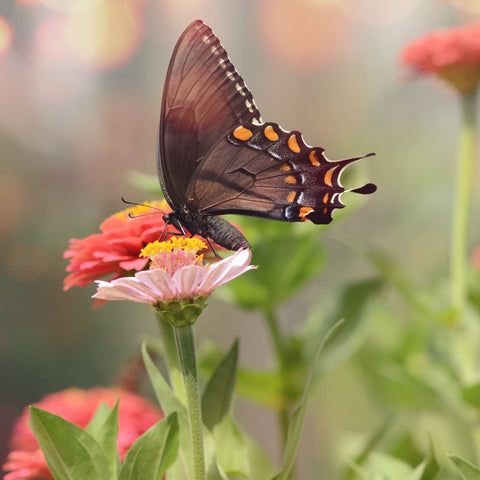 Flowers To Attract Butterflies