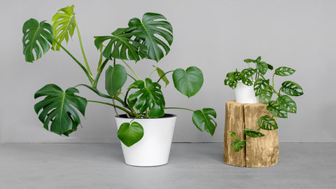 Monstera Plant