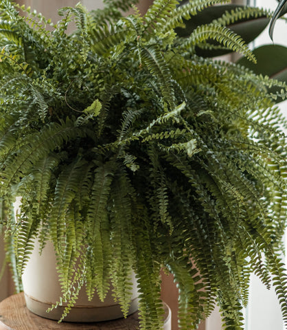 How To Care For A Boston Fern