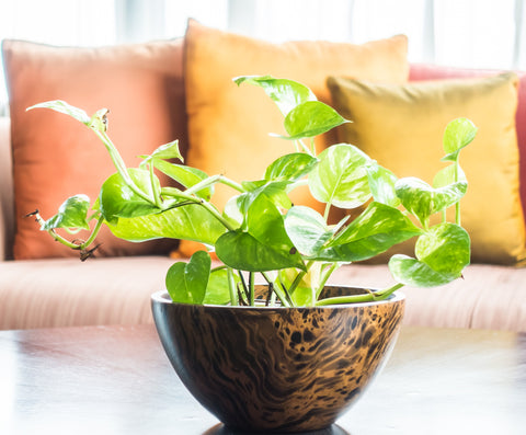 Best Money Plants for home