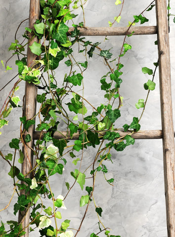 Climber Plants And Creeper Plants