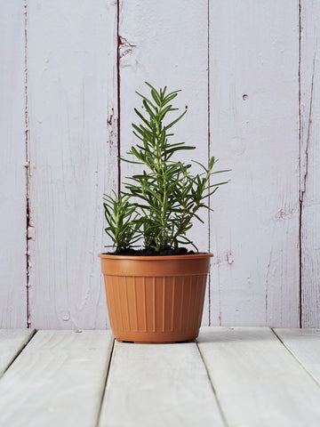 Benefits Of Rosemary Plants