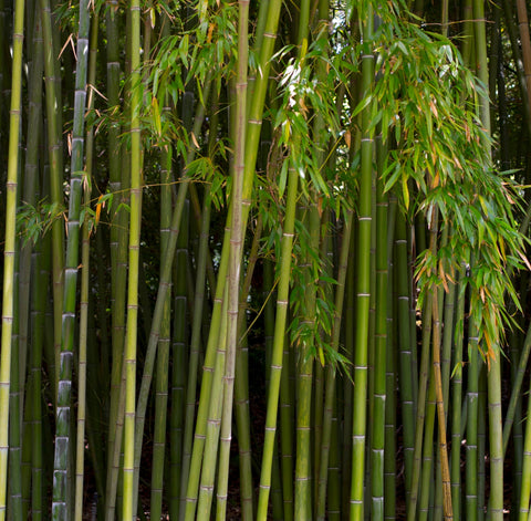 Bamboo Plants