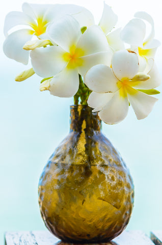 Water Hyacinth Plant