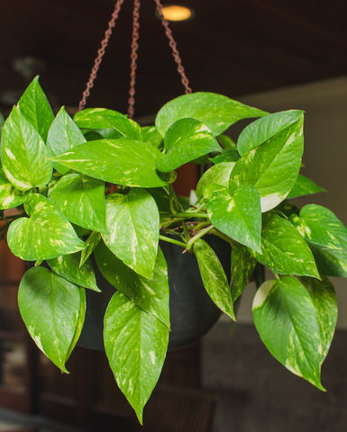 Neon Pothos Money Plant