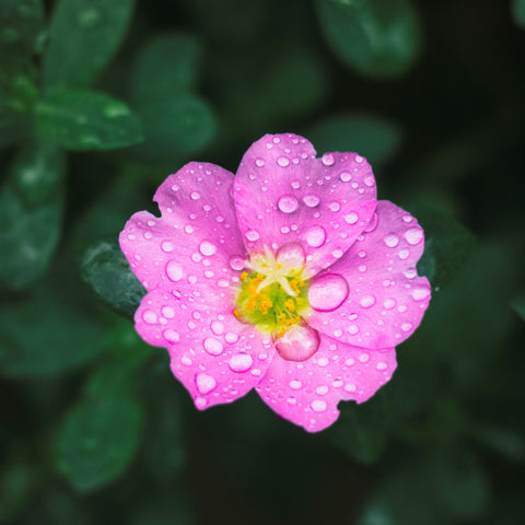 Best Plants in Monsoons 