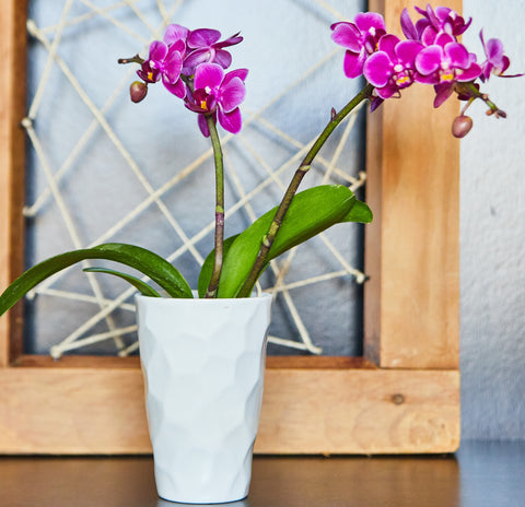 Top 10 Orchid Flower Plants - Types, Uses, And Maintenance – Plantlane