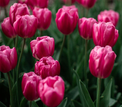 Tulip Pink Impression
