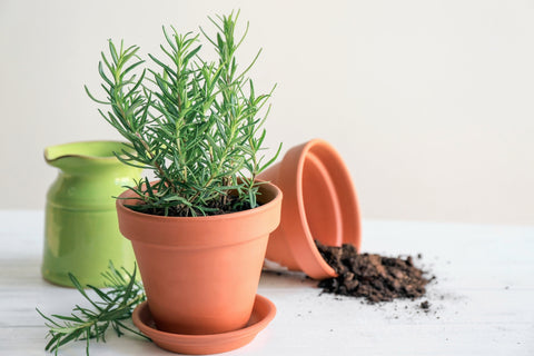 Uses Of Rosemary Plants