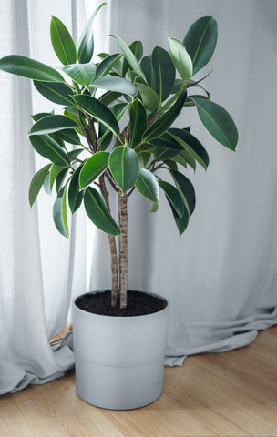 Rubber Plant Growth Tip