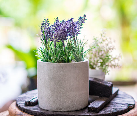 French lavender