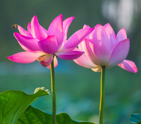 Curious Lotus Flower