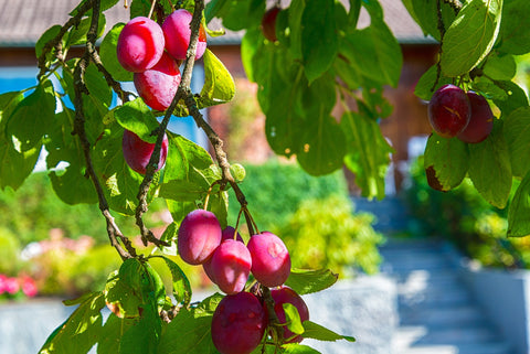 Plum Fruit