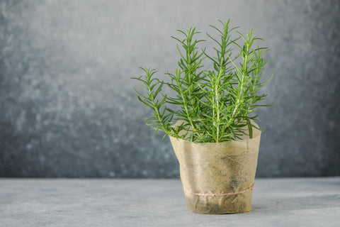 Care For A Rosemary Plant