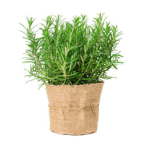 Best Rosemary Plants
