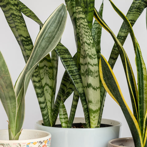 Snake Plant