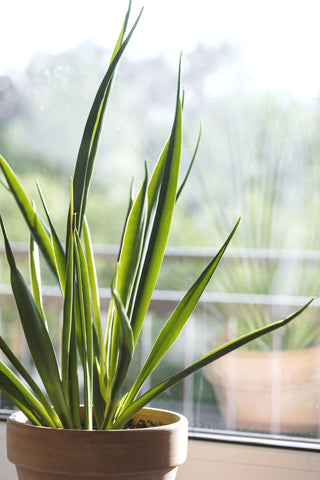 Lemongrass Mosquito Repellent