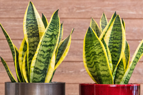 Types Of Snake Plants