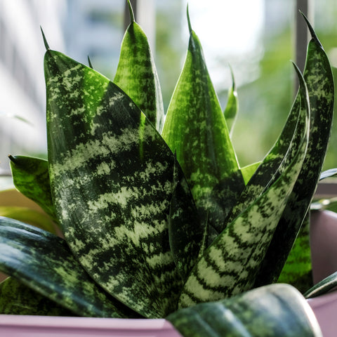 How To Propagate Snake Plants At Home