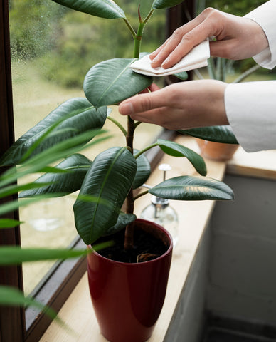 Take Care Of Indoor Plants In Rainy Season