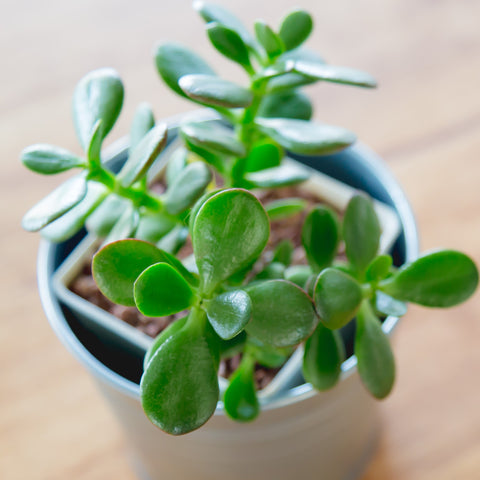 Why the Leaves on a Jade Plant Turn Yellow? - World of Succulents