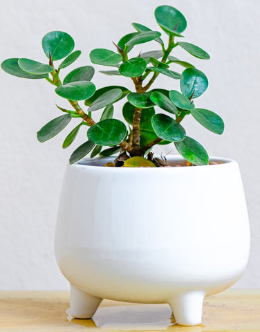 How To Care Of A Jade Plant