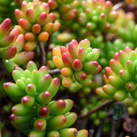 Sunlight for Jade Plant