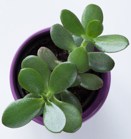 Pink Jade Plant