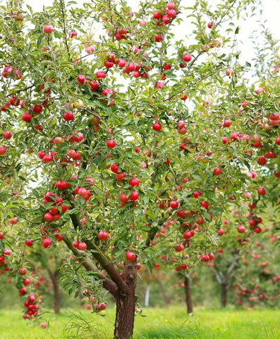 Fruit Plants