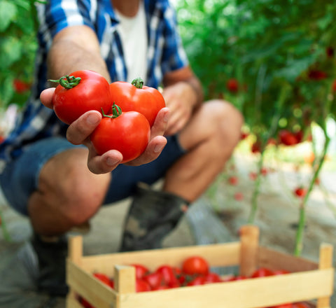Guidelines For Growing Tomatoes