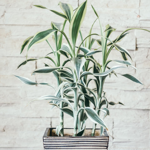 Top 10 Bamboo Plants To Grow In Home 