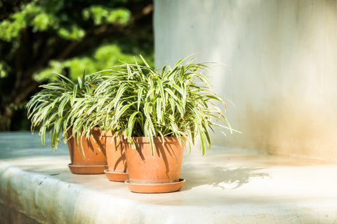 Tips To Grow And Care For Spider Plants