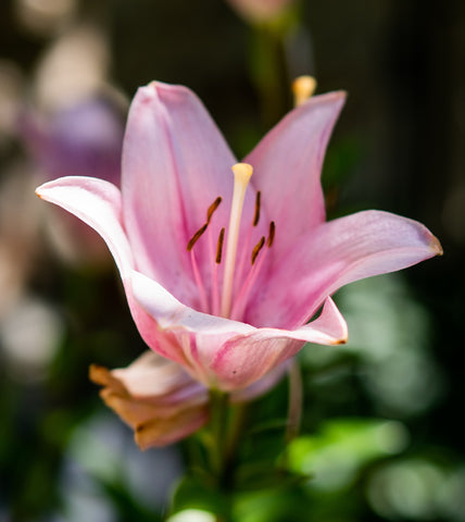 Peace Lily Flower