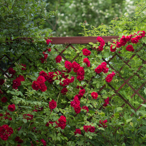 A Complete Guide On Garden Rose Cultivation