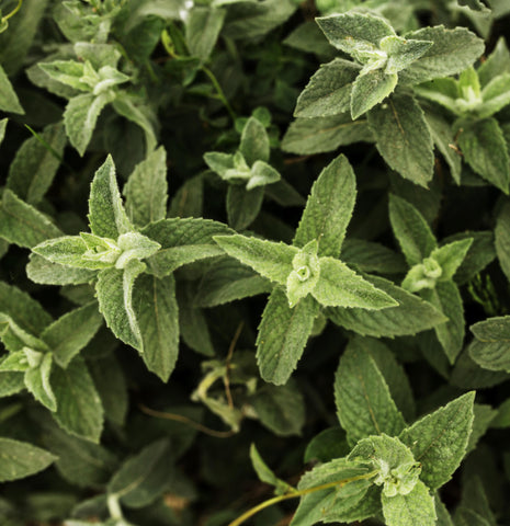 Maintain Oregano Plants