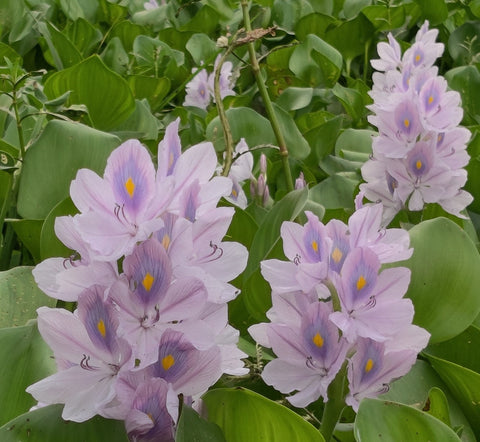 Water Hyacinth Plants