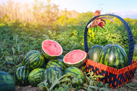 Watermelon Fruit