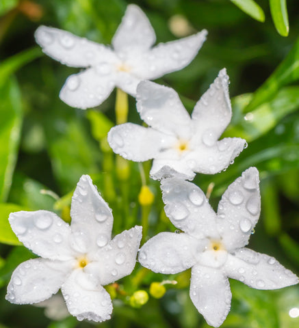 Star Jasmine